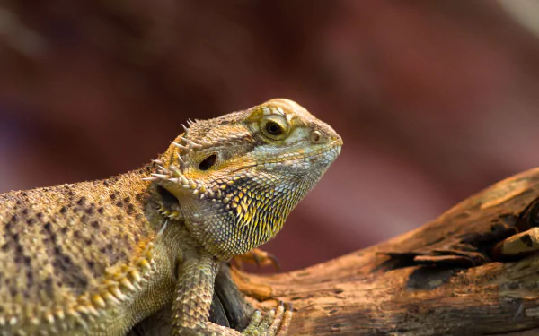 lizard reptile Animal Bearded Dragon HD Desktop Wallpaper | Background Image