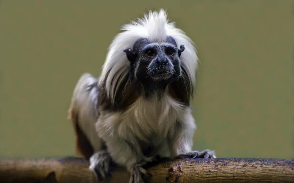  Cotton-Topped Tamarin