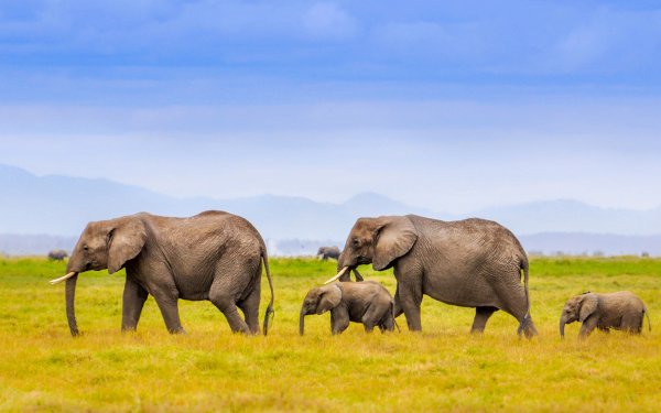 Animal African bush elephant Elephants Africa Grass Savannah HD Wallpaper | Background Image