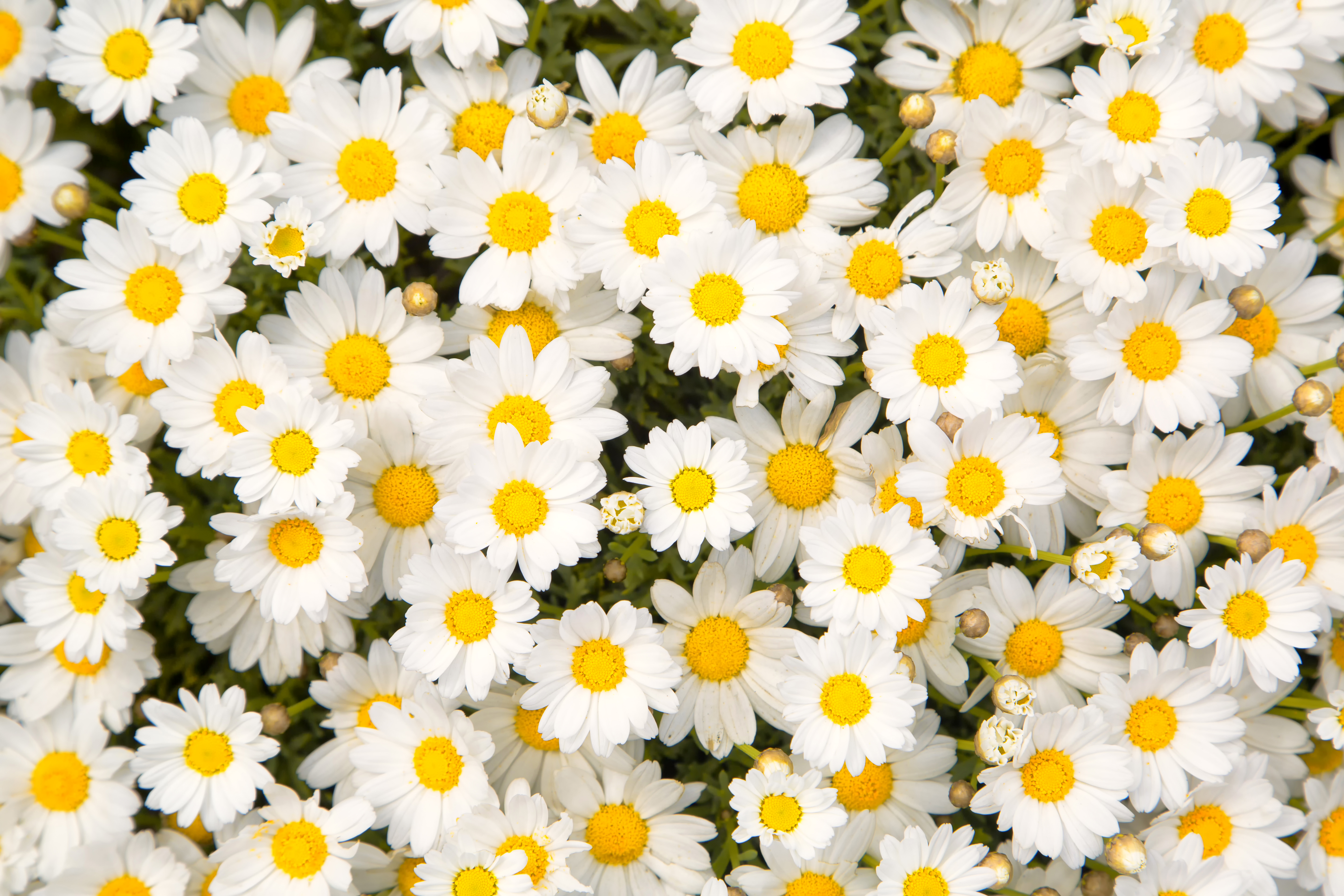 Daisy HD Wallpapers and Backgrounds. 