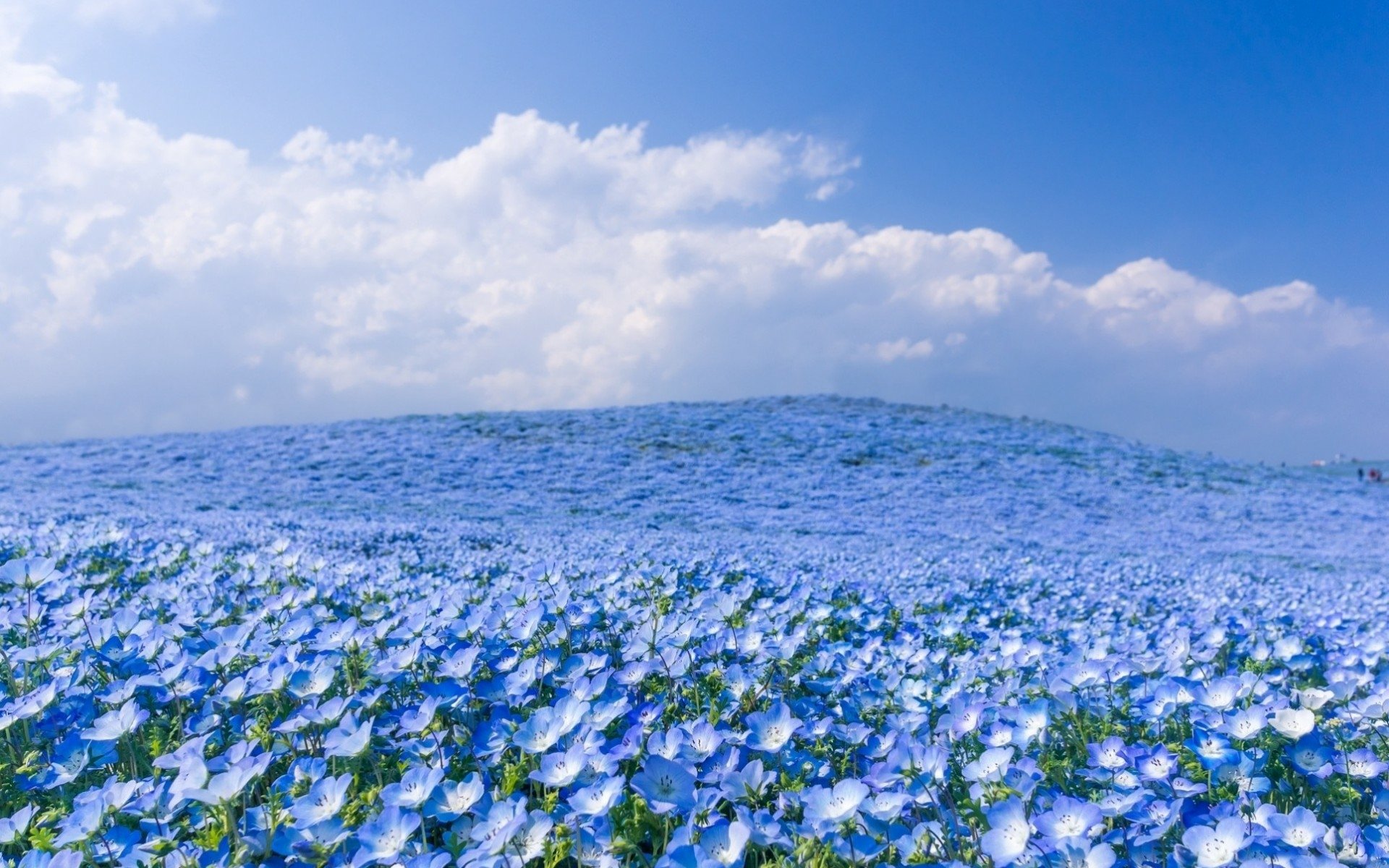 White Flower And Blue Sky  2560 x 1600