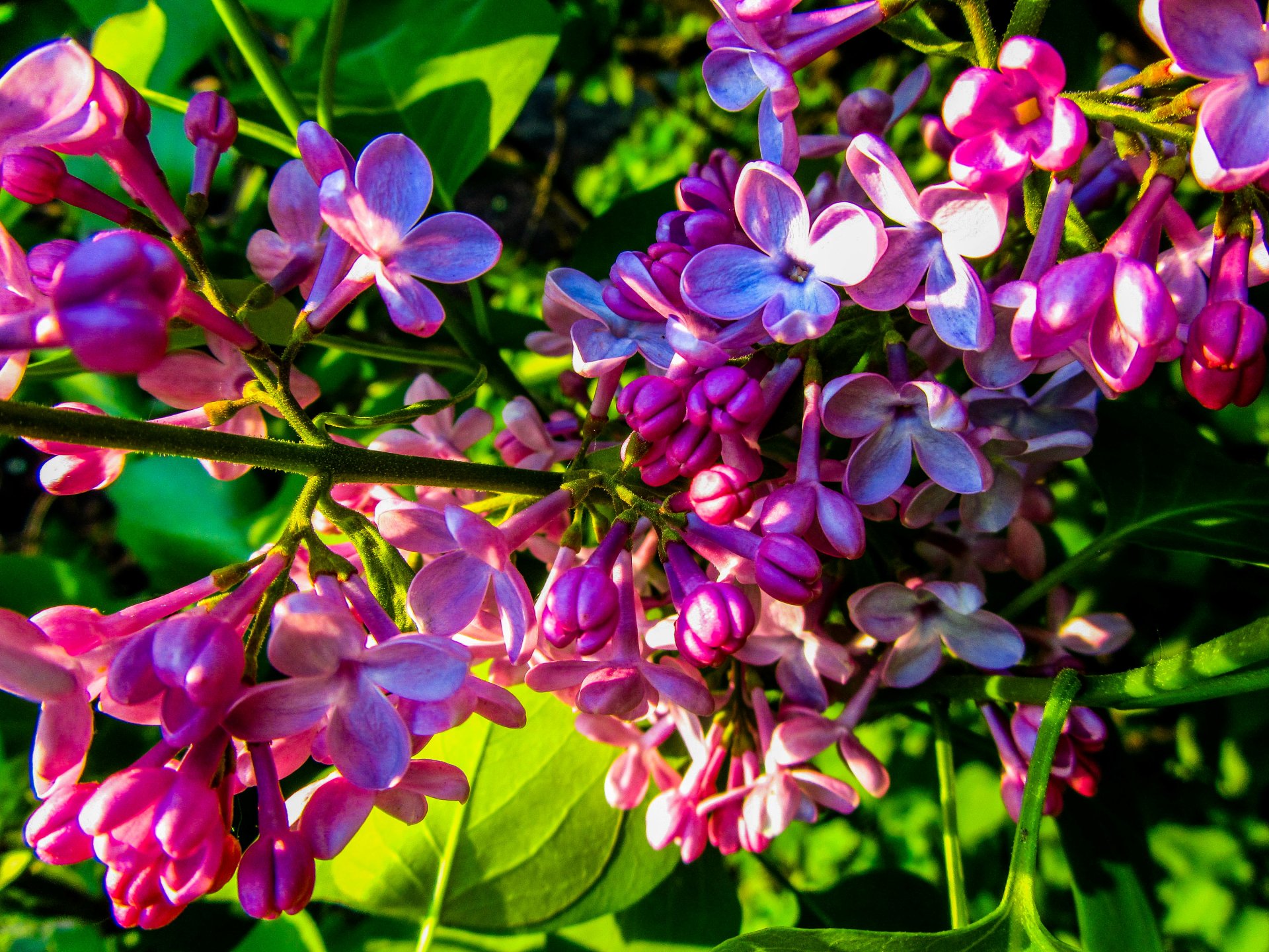 Download Flower Nature Lilac 4k Ultra HD Wallpaper by Vergilius