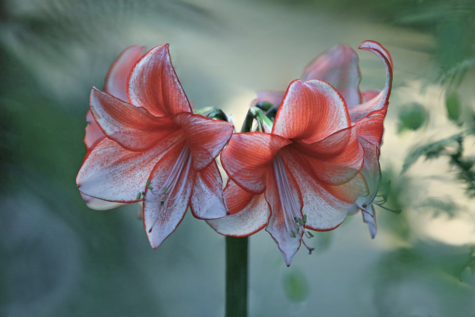 Close-up of a red Amaryllis flower, beautifully blurred in the background, showcasing its delicate petals and vibrant color. A stunning nature-inspired HD desktop wallpaper.