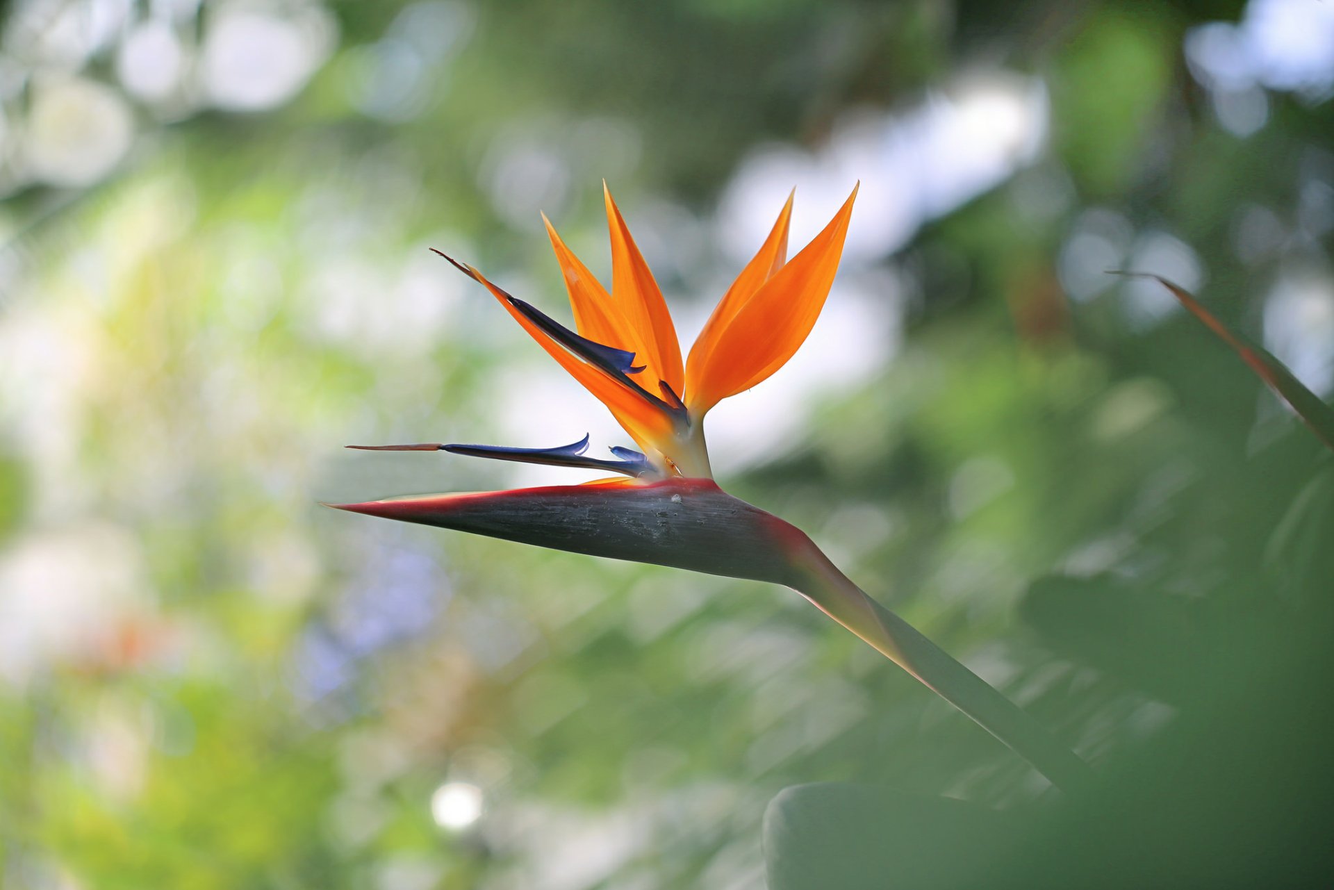 Download Orange Flower Bokeh Flower Nature Bird Of Paradise HD Wallpaper by Li Feng
