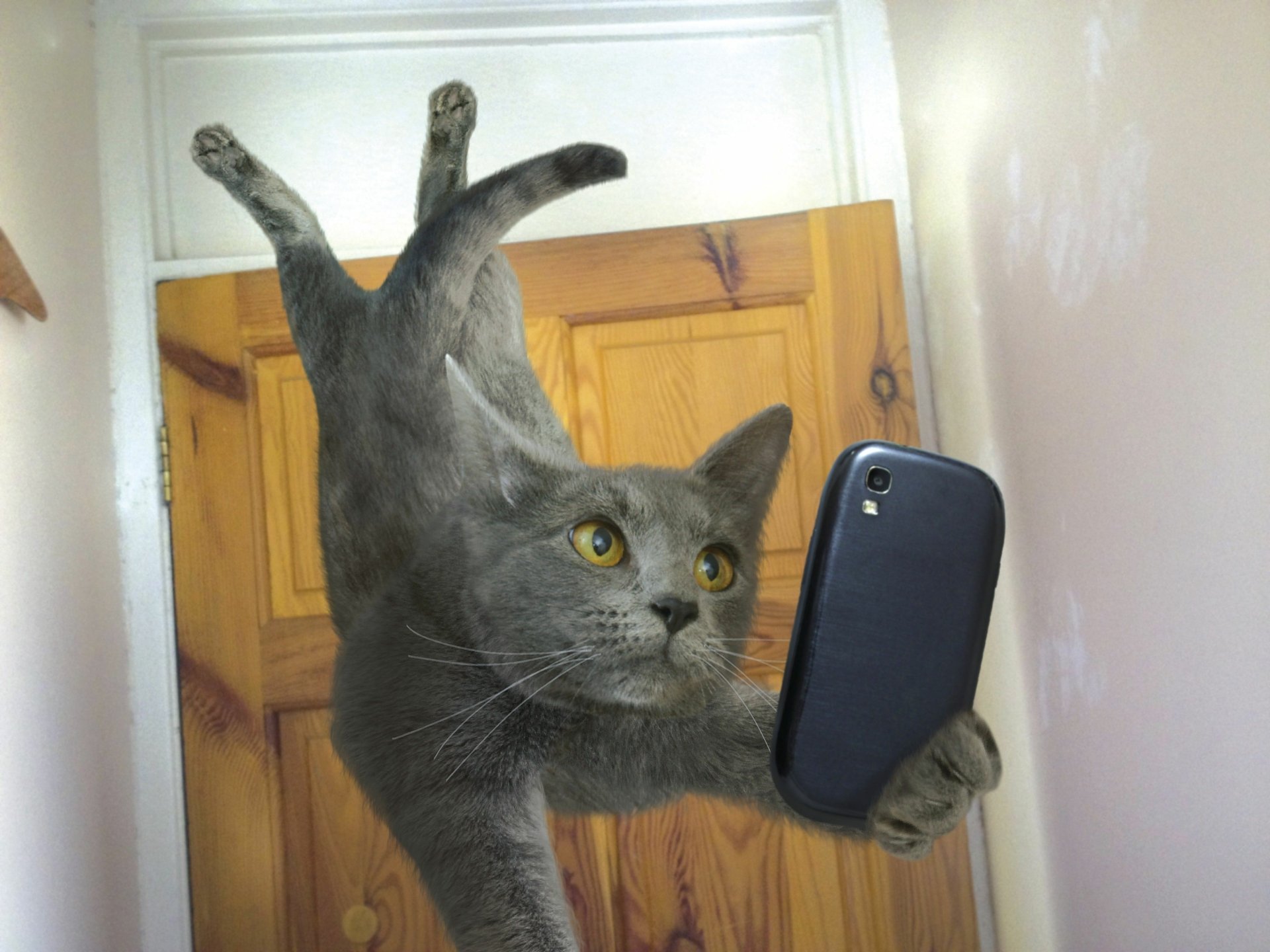 Cat taking selfies