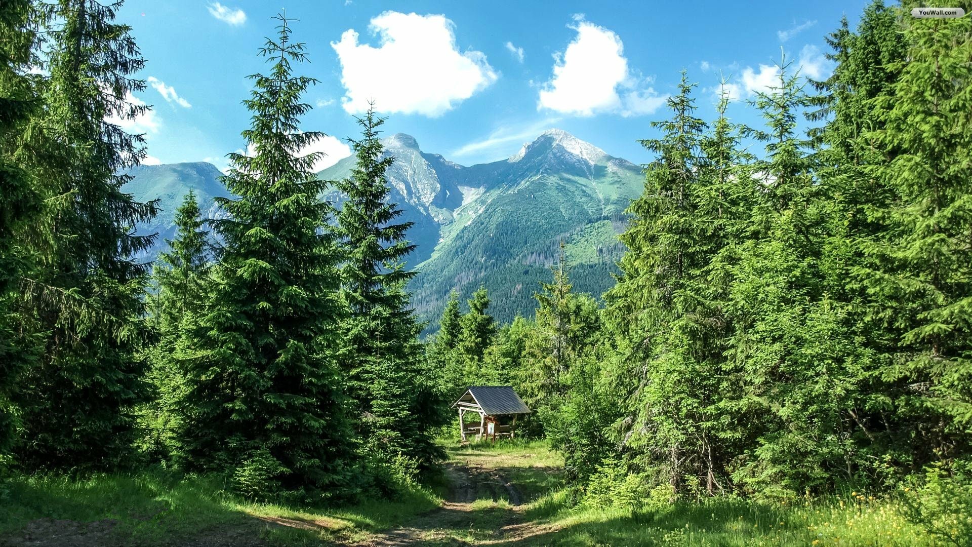 Download Green Tree Forest Shed Man Made Shack HD Wallpaper