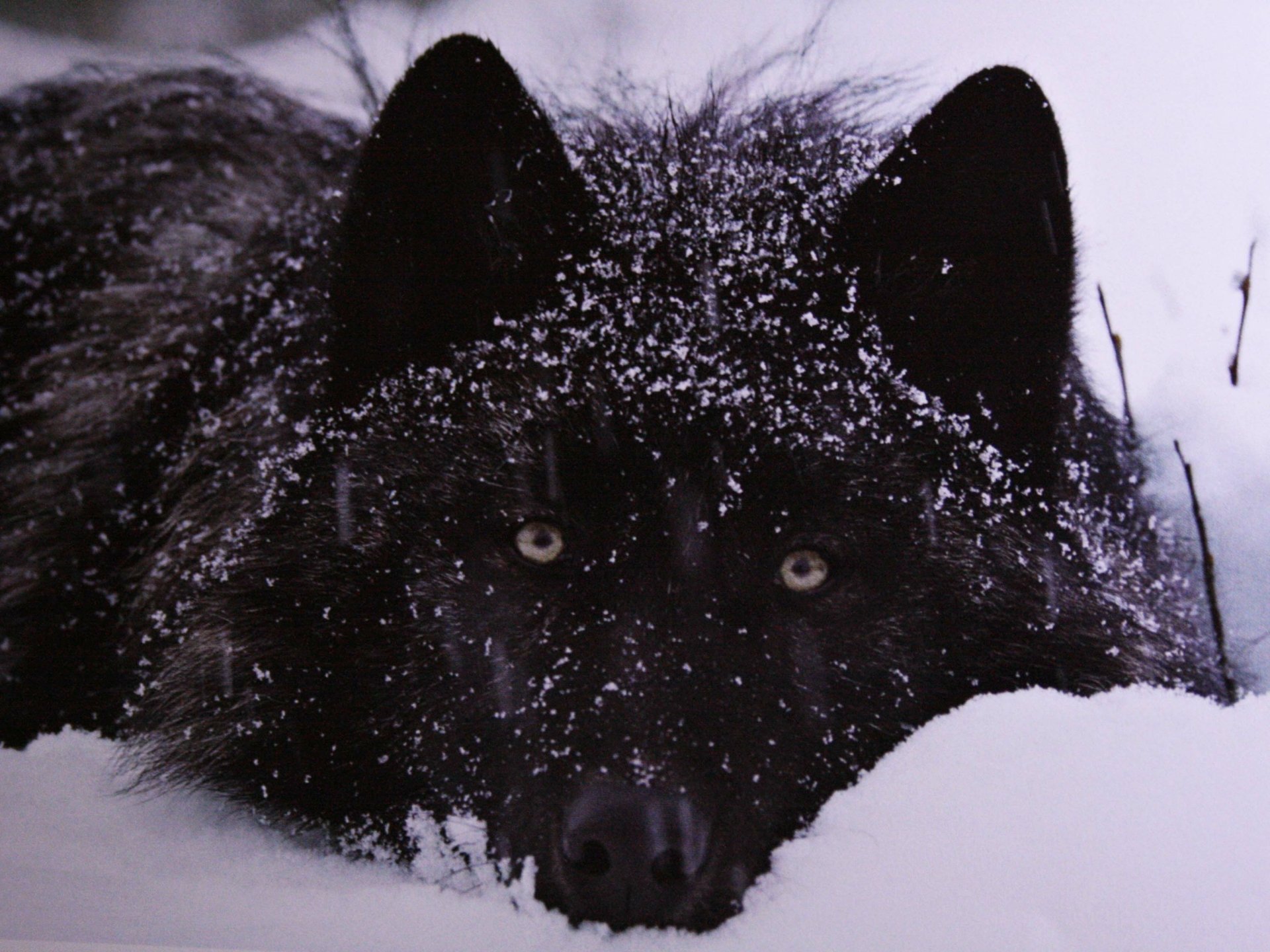 Download Snow Face Close-up Animal Wolf  HD Wallpaper