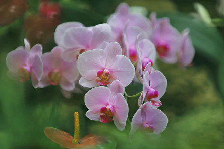HD desktop wallpaper featuring a soft blur of delicate pink orchid flowers in a natural green background.