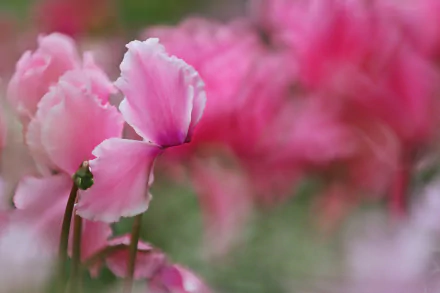 HD PC desktop wallpaper: close-up of pink cyclamen flowers with a soft blurred nature background.