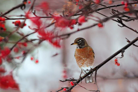 branch bird Animal american robin HD Desktop Wallpaper | Background Image