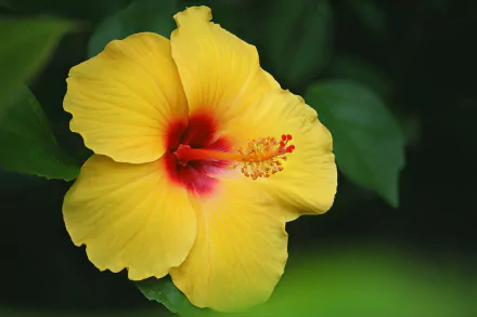 Close-up of a vibrant yellow hibiscus flower with a red center, framed by lush green leaves, creating a stunning nature scene. This makes a beautiful HD desktop wallpaper.