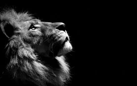 Close-up profile of a lion in striking black and white, highlighting its majestic features against a dark background. This HD image serves as an impressive desktop wallpaper.