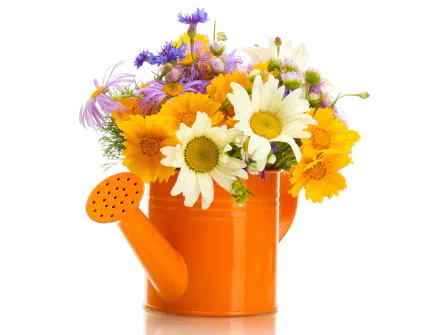  Flowers in Watering Can