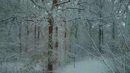 HD desktop wallpaper showing a serene winter forest blanketed in snow, capturing the quiet beauty of nature in a snowy landscape.