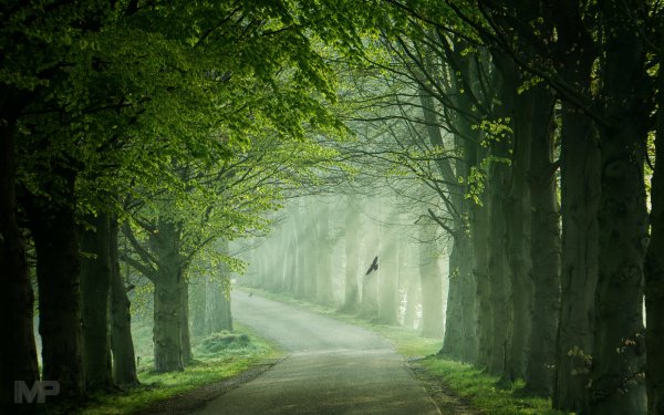 Man Made Road Fog Forest Tree HD Wallpaper | Background Image