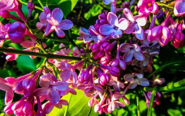 flower nature lilac HD Desktop Wallpaper | Background Image