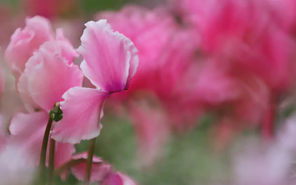 HD PC desktop wallpaper: close-up of pink cyclamen flowers with a soft blurred nature background.