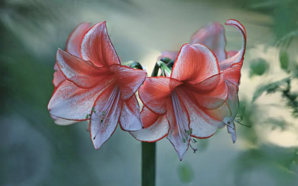 Close-up of a red Amaryllis flower, beautifully blurred in the background, showcasing its delicate petals and vibrant color. A stunning nature-inspired HD desktop wallpaper.