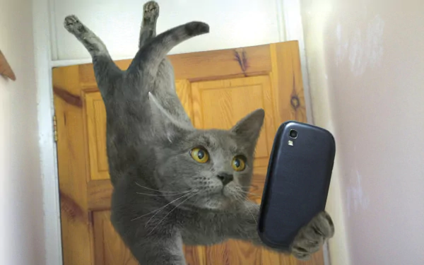  Cat taking selfies