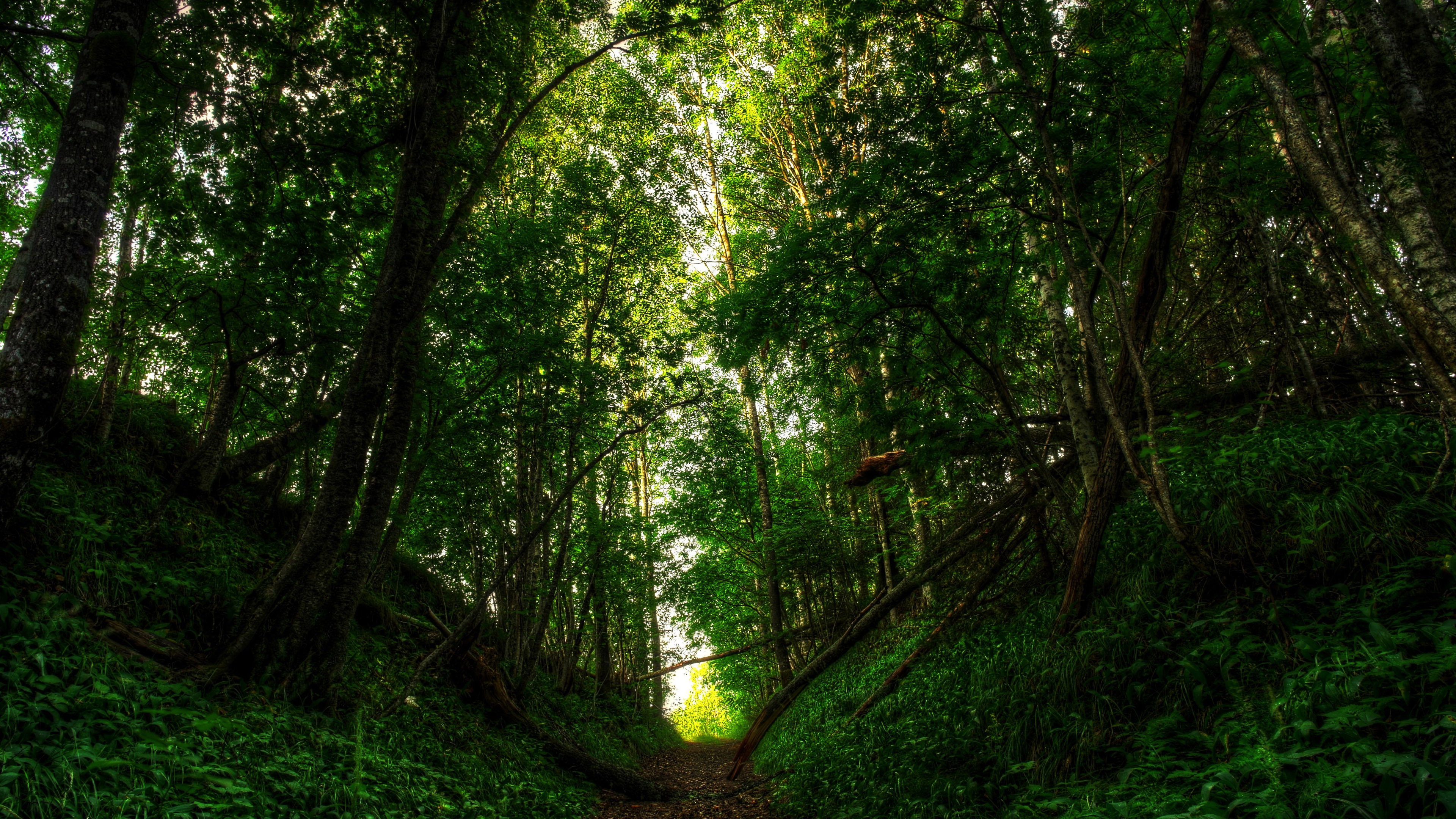 Новый свет лесной. Лес. Природа лес. Зеленый лес. Тропинка в лесу.