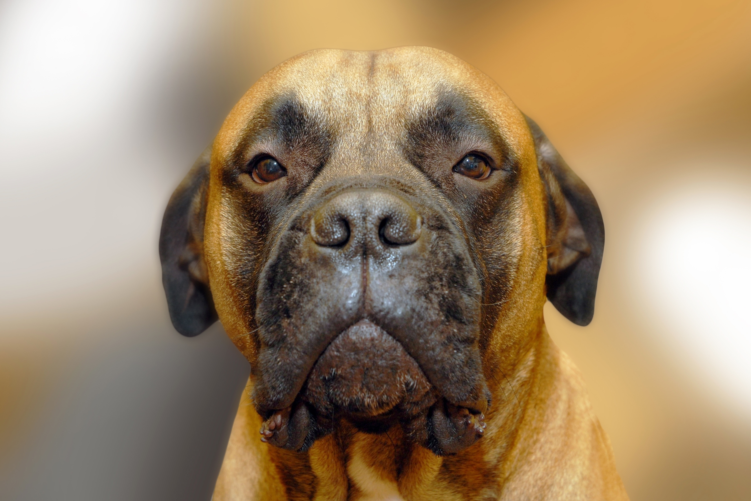 Bullmastiff Dog In Front Of A Black Background In The Studio Stock Photo -  Download Image Now - iStock