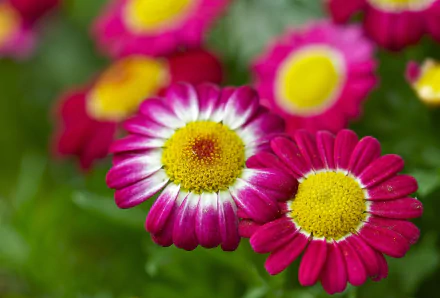 pink flower nature bokeh close-up chamomile flower HD Desktop Wallpaper | Background Image