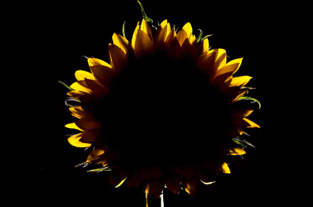 HD desktop wallpaper: dark nature scene featuring a backlit sunflower silhouette with glowing yellow petal edges against a deep black background.