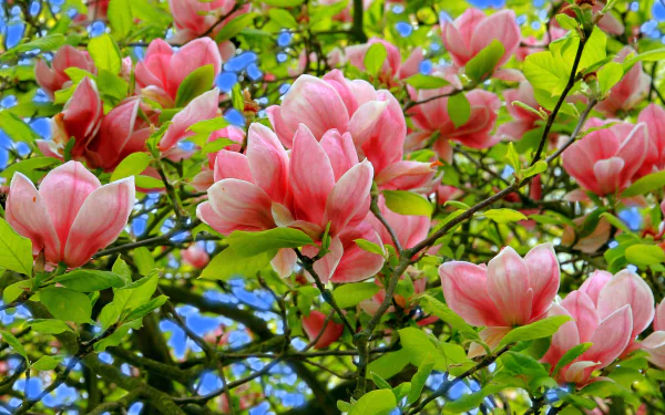 Close-up of vibrant pink magnolia blossoms blooming on a branch against a clear blue sky, showcasing the beauty of nature in this HD desktop wallpaper.