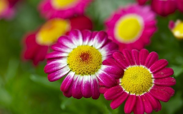 Earth Flower Flowers Chamomile Close-Up Bokeh Nature Pink Flower HD Wallpaper | Background Image
