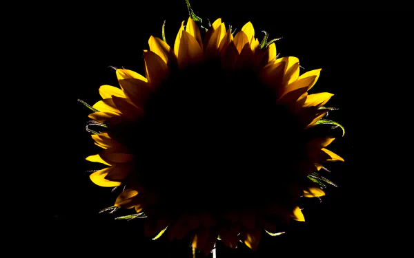 HD desktop wallpaper: dark nature scene featuring a backlit sunflower silhouette with glowing yellow petal edges against a deep black background.