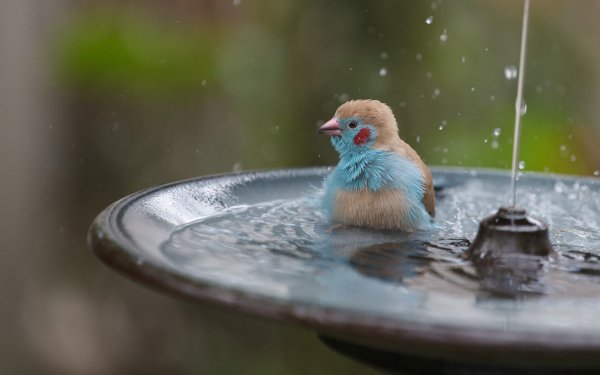 Animal Bird Birds Fountain Blur HD Wallpaper | Background Image