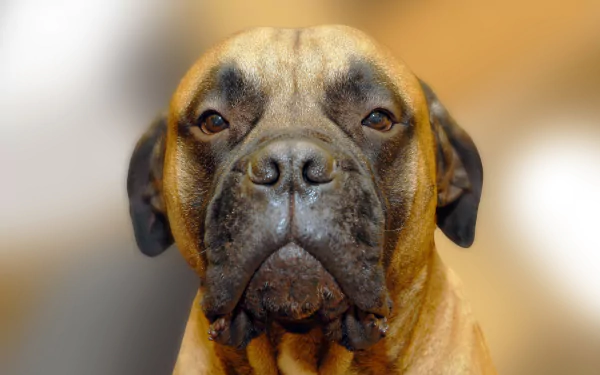 muzzle blur dog Animal bullmastiff HD Desktop Wallpaper | Background Image