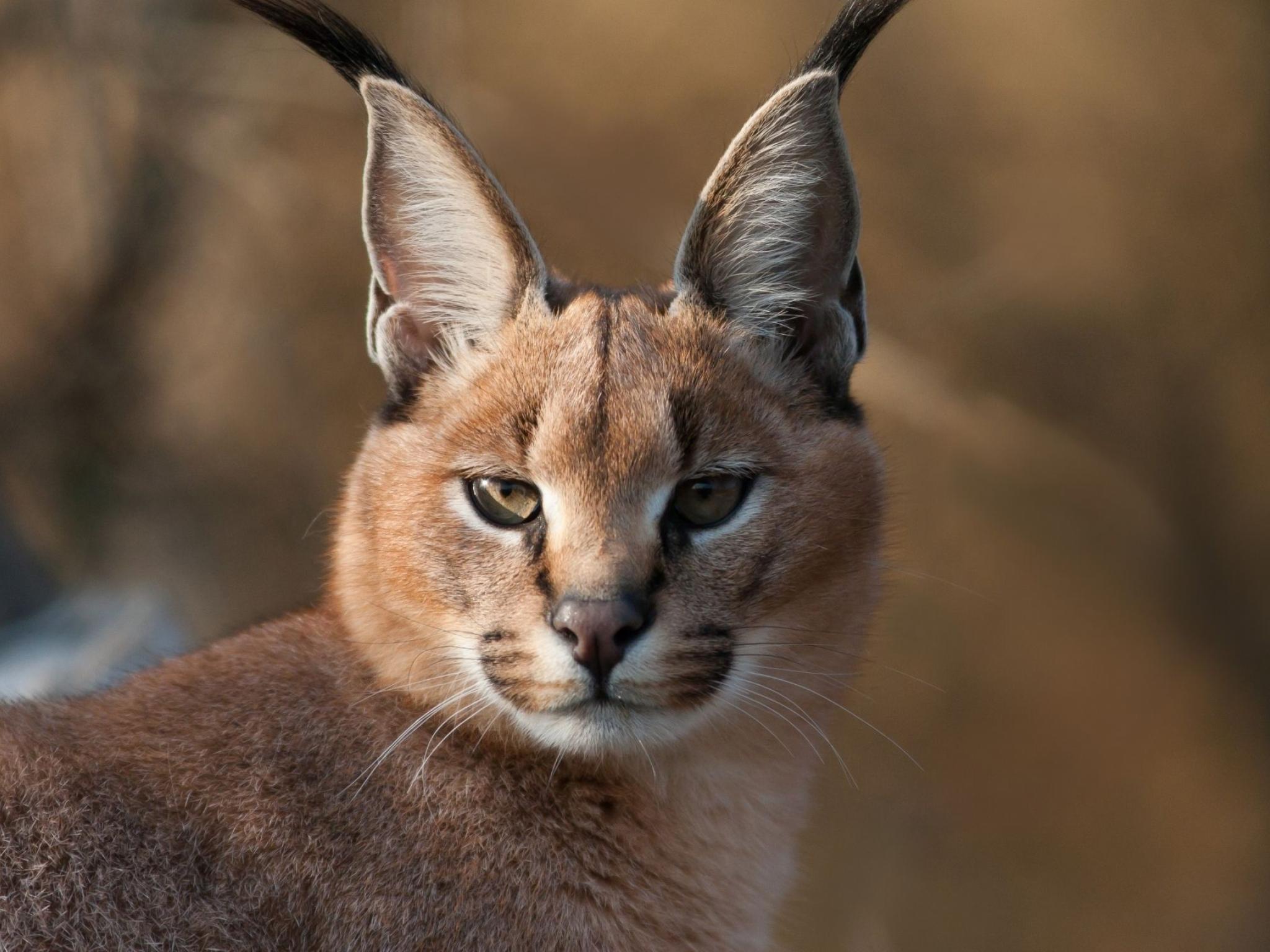 Animal Caracal HD Wallpaper