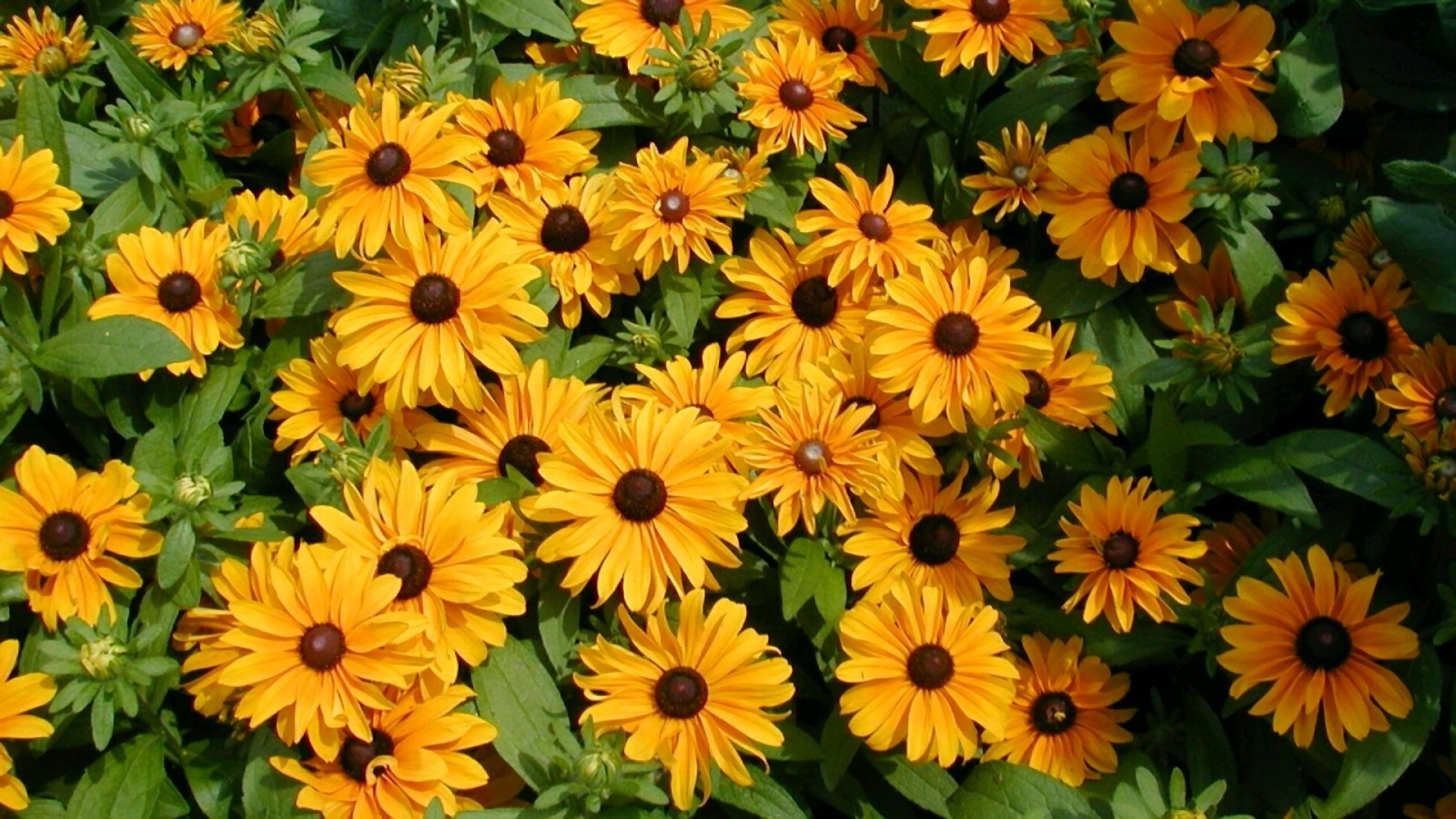 Download Yellow Flower Nature Close Up Daisy Flower Black Eyed Susan Black Eyed Susan Hd Wallpaper 8434