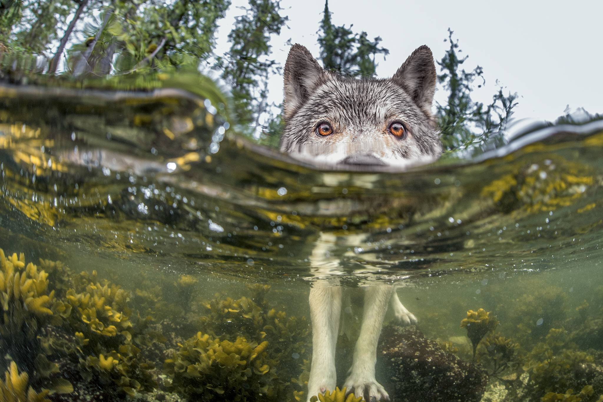 Animal Wolf HD Wallpaper | Background Image