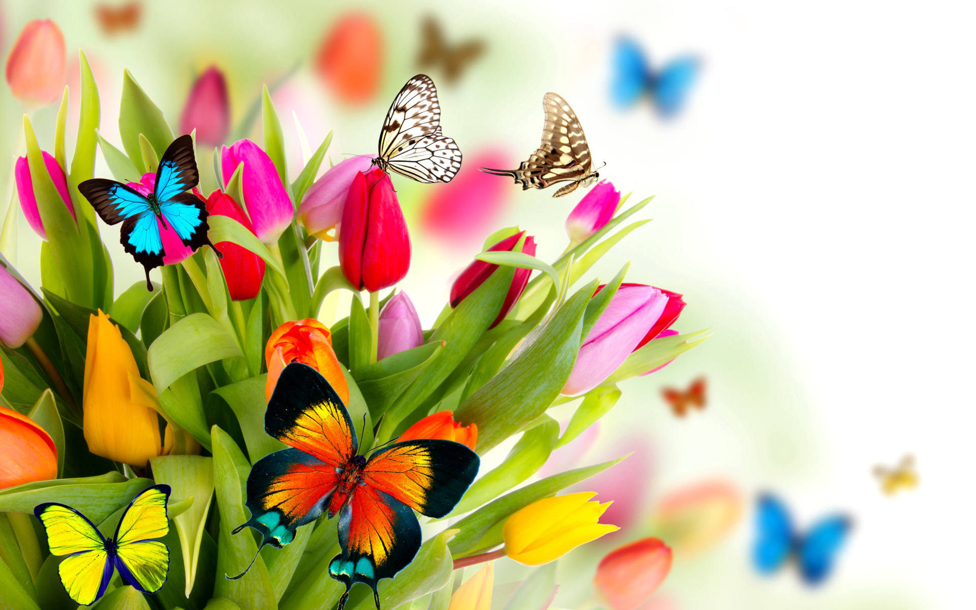 Tulips And Butterflies Papel De Parede Hd Plano De Fundo