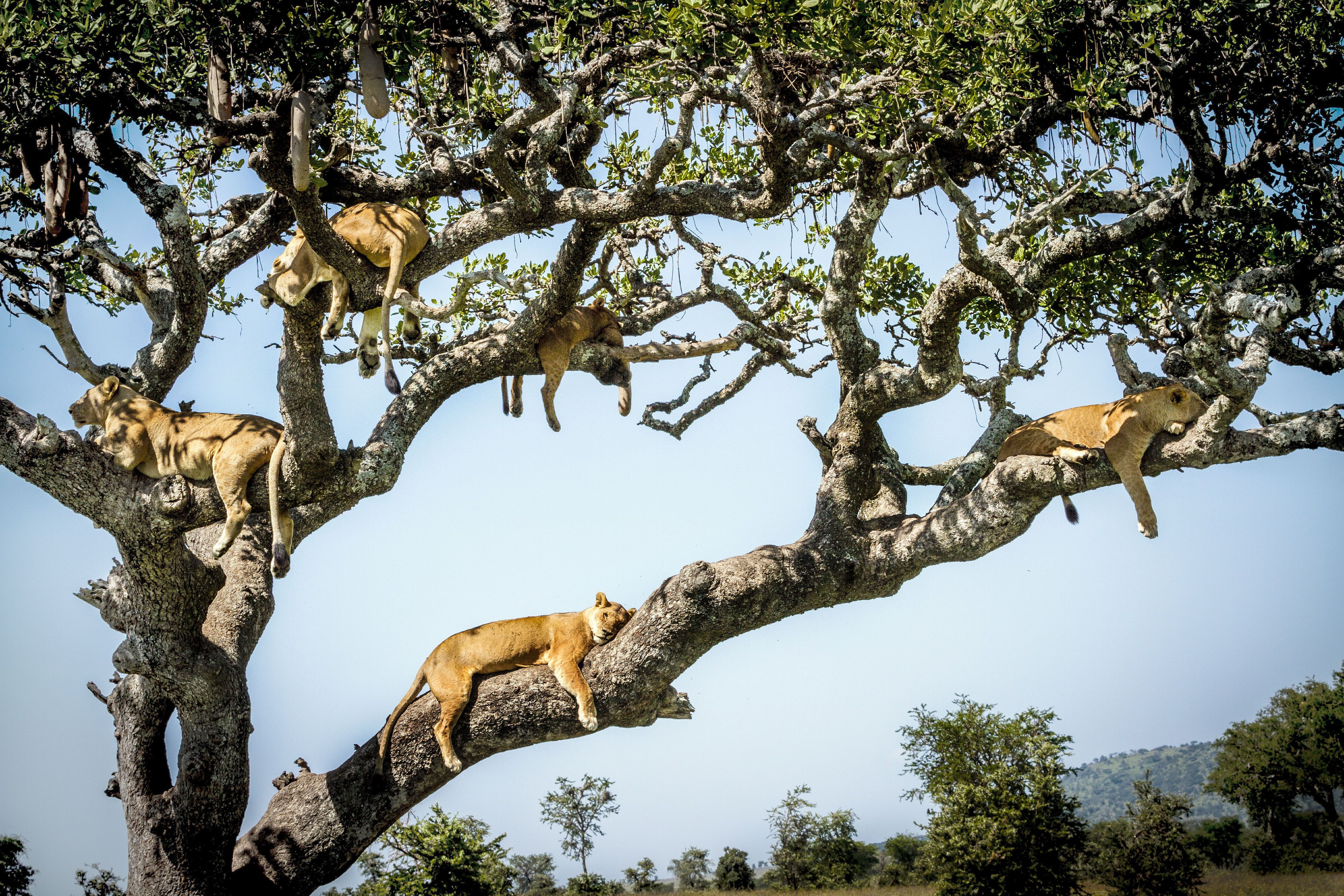 Climb animals. Серенгети Танзания дерево львица. Львы лазают по деревьям. Лев на дереве. Лазать по деревьям.