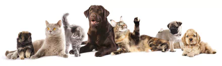 A playful scene featuring a kitten, a Cocker Spaniel, a pug puppy, a Labrador Retriever, and a couple of cats, all together, showcasing the joy of pets. HD desktop wallpaper background.