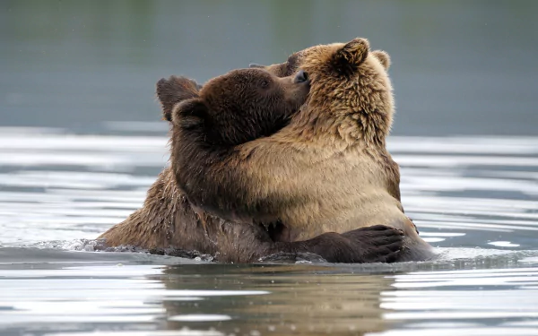 love hug brown bear Animal bear HD Desktop Wallpaper | Background Image