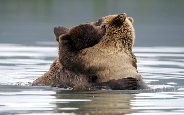  A Big Bear Hug