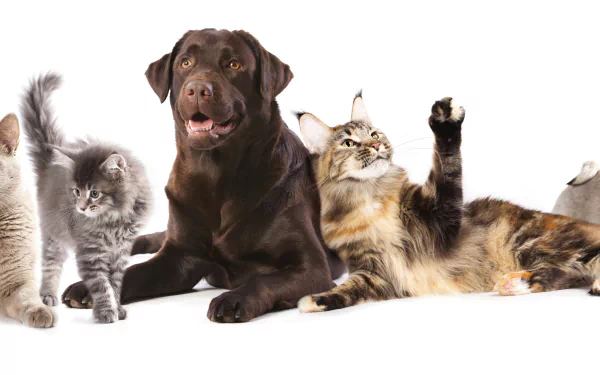 A playful scene featuring a kitten, a Cocker Spaniel, a pug puppy, a Labrador Retriever, and a couple of cats, all together, showcasing the joy of pets. HD desktop wallpaper background.