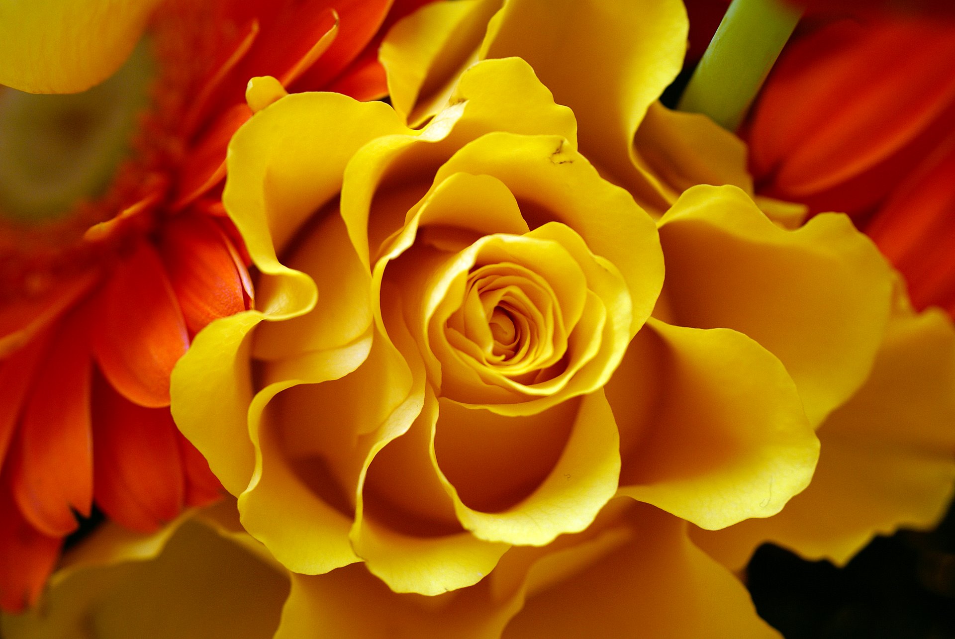 Download Yellow Flower Close-up Nature Rose HD Wallpaper, image size:1920x1285