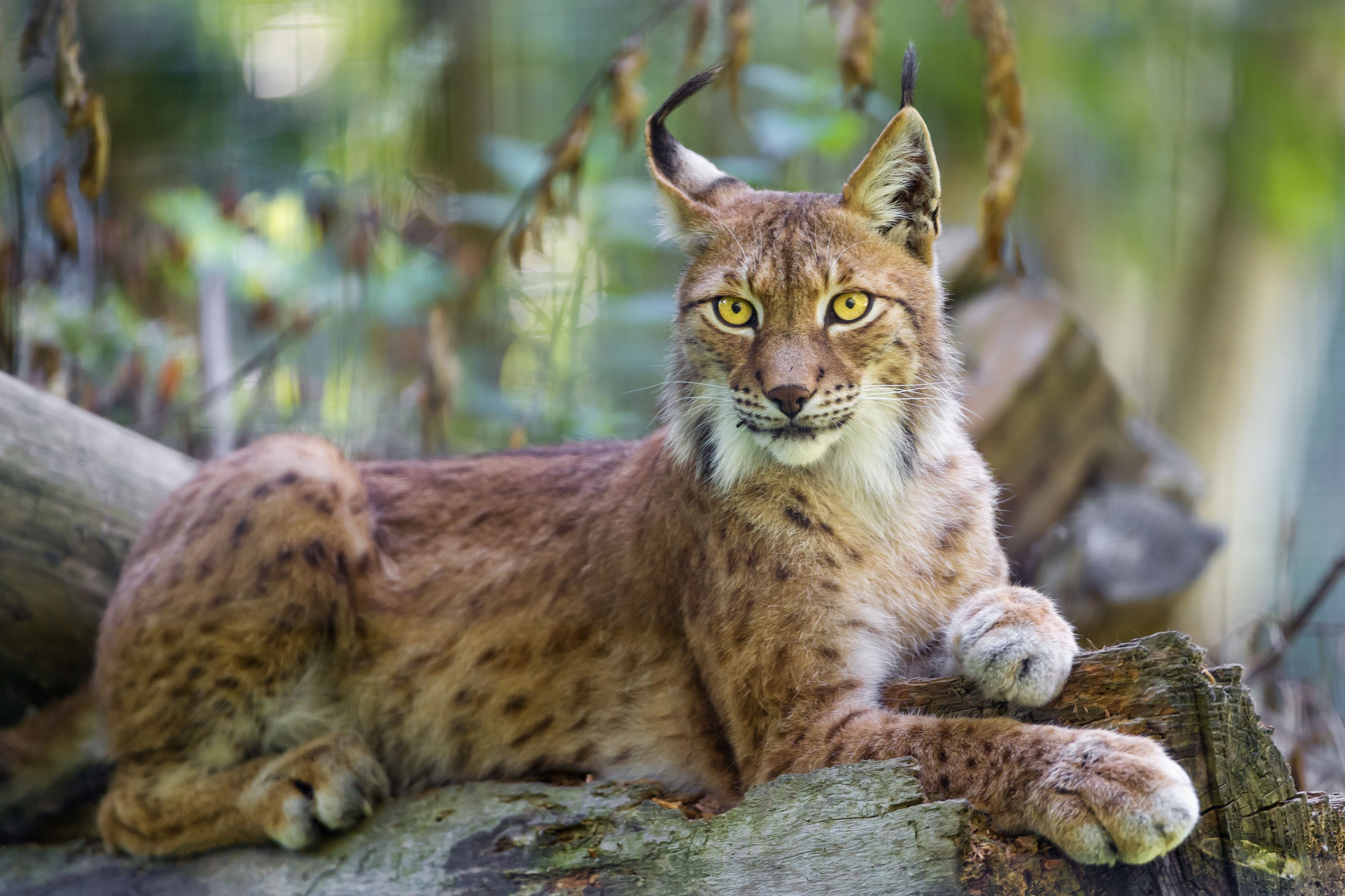 Beautiful Lynx 4k Ultra HD Wallpaper | Achtergrond | 4470x2980 | ID ...