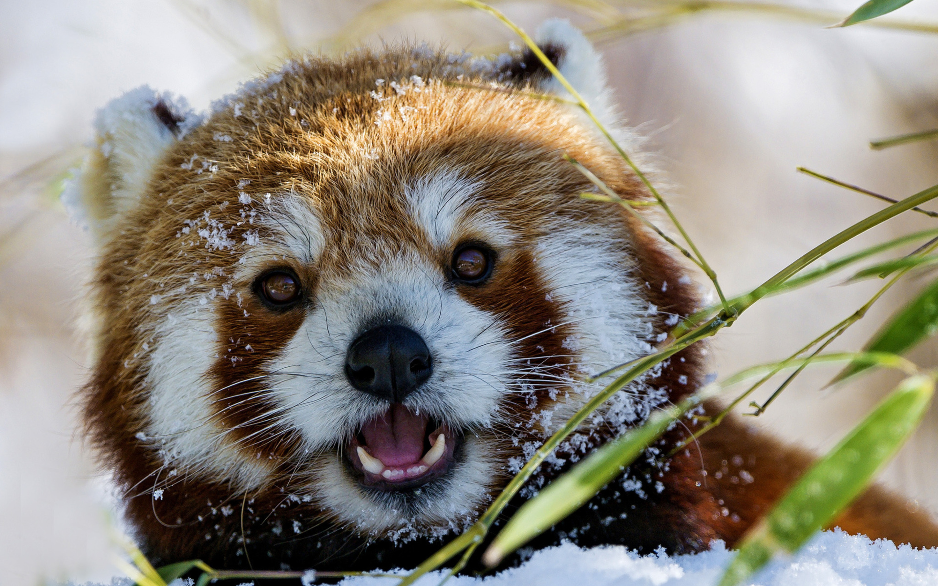 Download Winter Snow Close-up Face Animal Red Panda HD Wallpaper