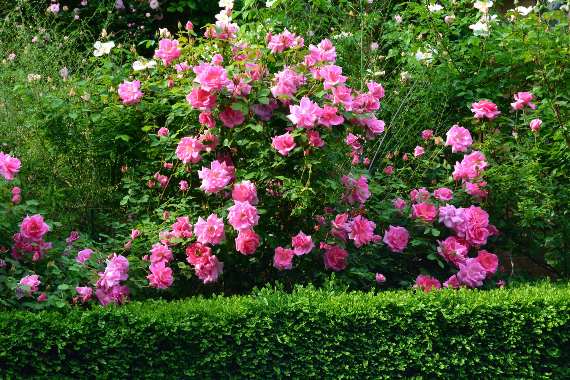 Pink Rose Bush 4k Ultra Hd Wallpaper Background Image 4496x3000