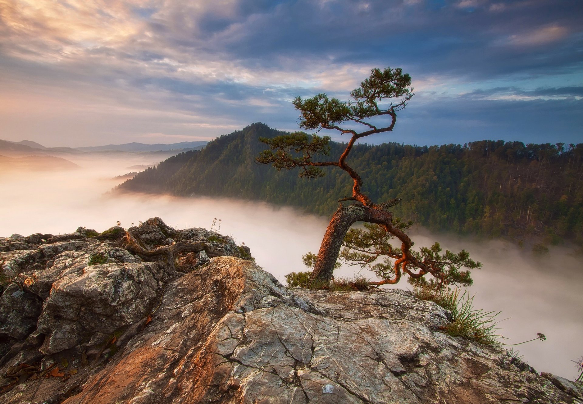 A twisted, lonely tree stands on rocky terrain overlooking a fog-covered forest and distant mountains under a serene sky, captured in HD desktop wallpaper quality.