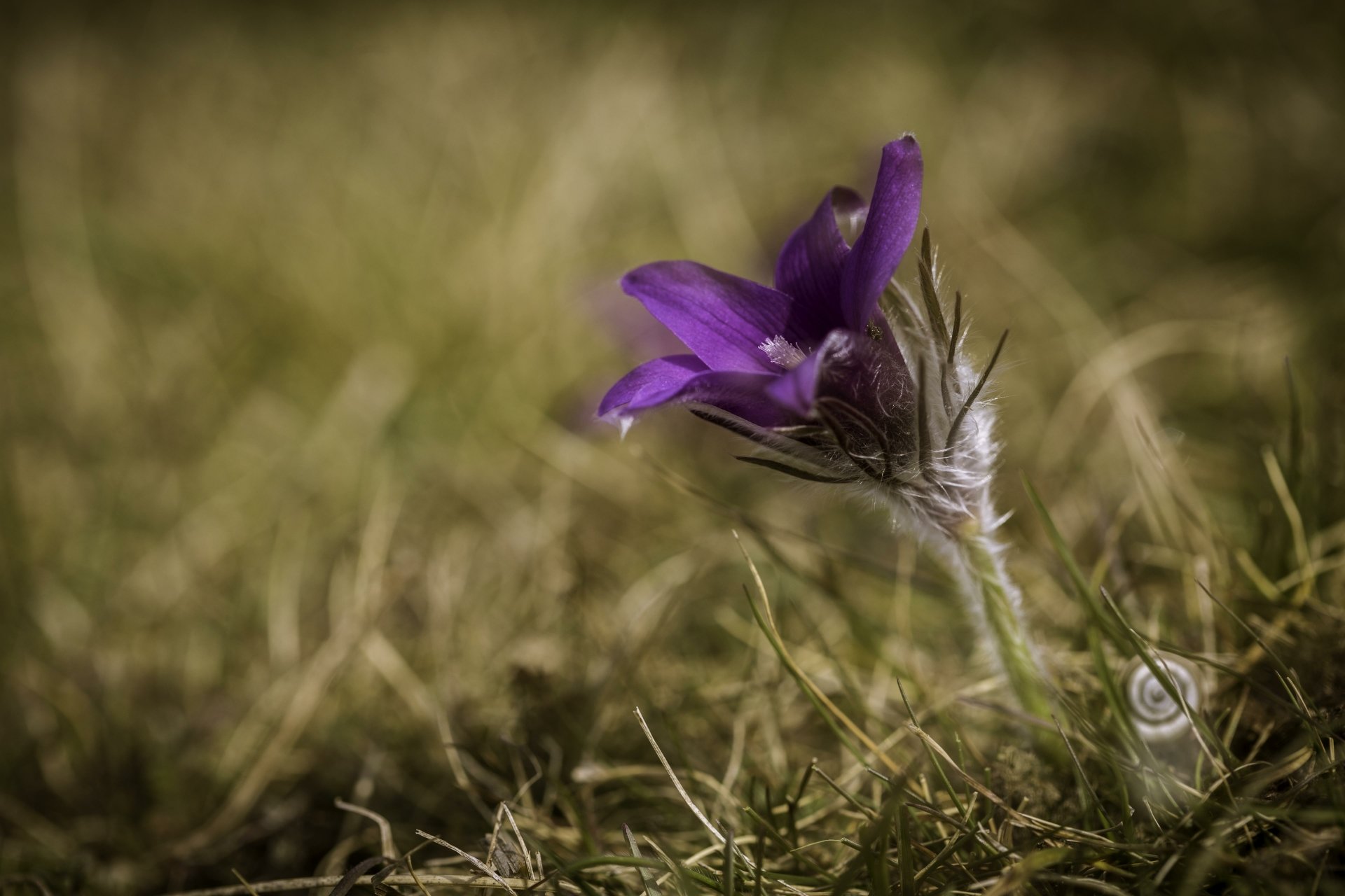 Download Blur Macro Purple Flower Nature Flower 4k Ultra HD Wallpaper ...