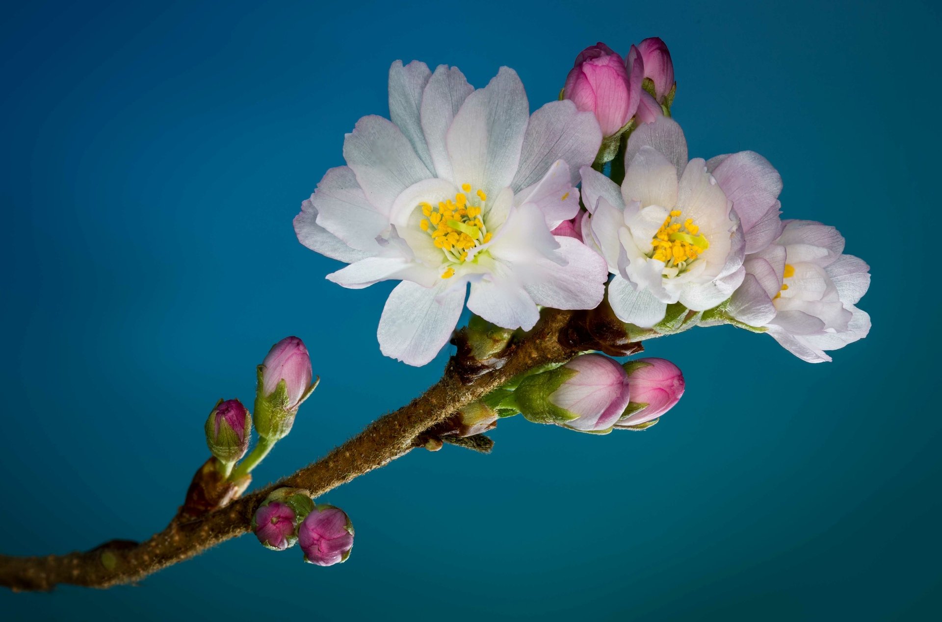 Close-up of a blossoming branch with white flowers and pink buds against a clear blue background, captured in 4K Ultra HD quality.