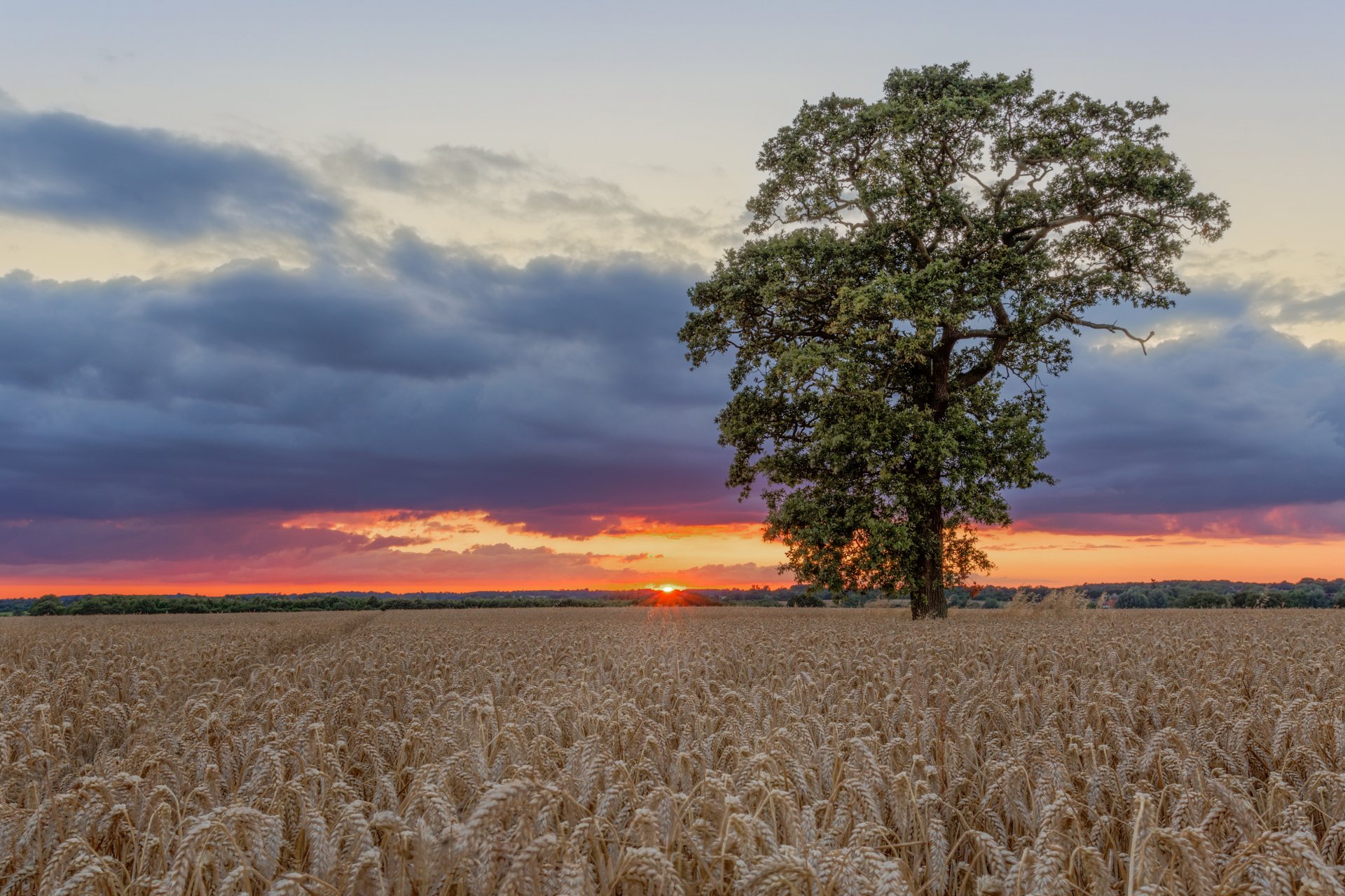 5K Ultra HD desktop wallpaper: lonely tree in a wheat field at sunset under dramatic clouds, wide landscape nature scene.