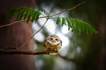 A little owl perched on a branch under green leaves, captured in sharp detail as an HD PC desktop wallpaper background.